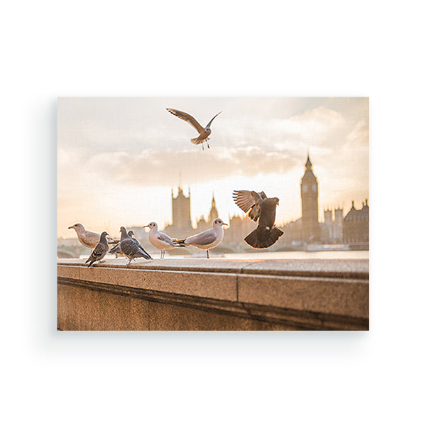 Meeuwen & Duiven - Schilderen op nummers - Special edition