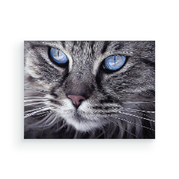 Cat blue eyes - Diamond painting - Special edition