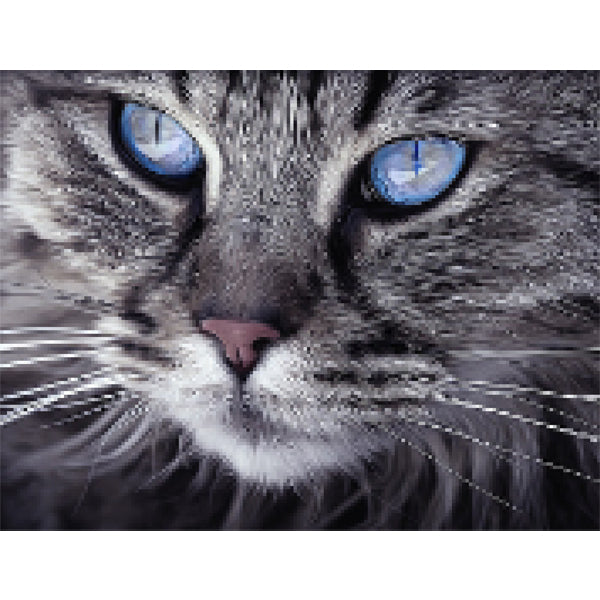 Cat blue eyes - Diamond painting - Special edition