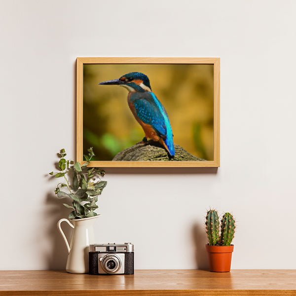 IJsvogel – Diamond painting - Special edition