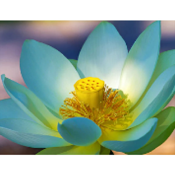 Lotus bloem - Diamond painting - Special edition