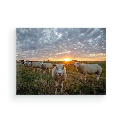 Schapen bij zonsondergang - Schilderen op nummers - Special edition