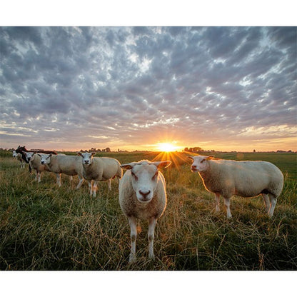 Schapen bij zonsondergang - Schilderen op nummers - Special edition